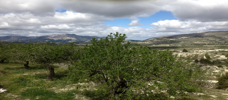 finca almendros el runar
